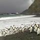 2004/5 King & Royal Penguins, Macquarie Is., © K. Steinberner/AAD