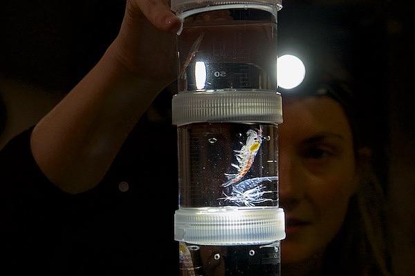 A krill and its moulted exoskeleton