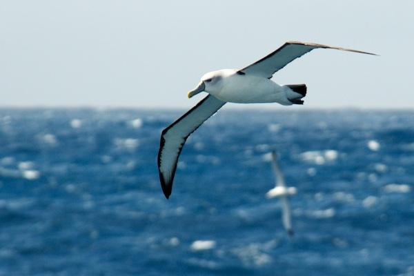 A black browed albatross glides past the ship