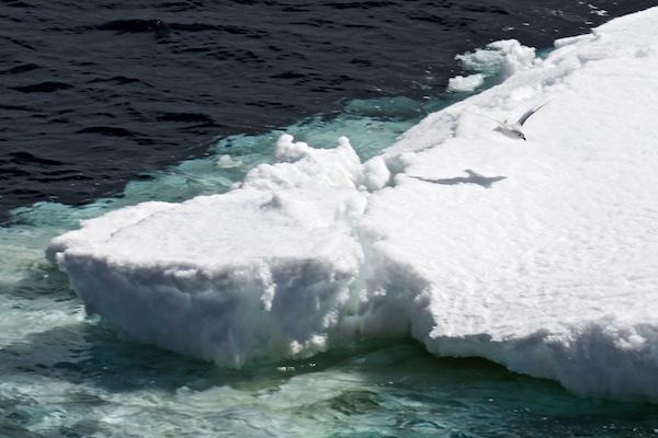 A snow petrel flashes across a floe