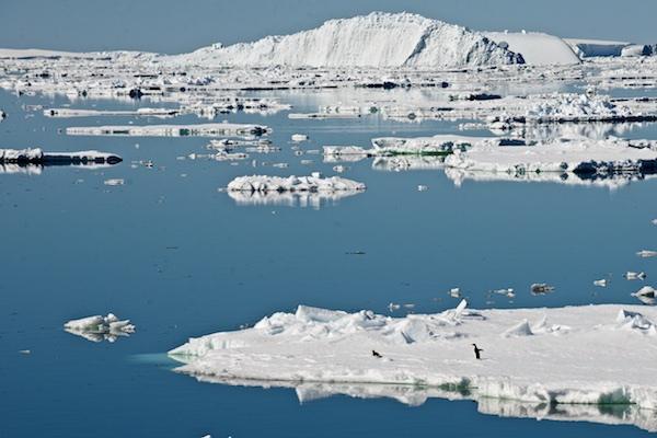 8-3_Adelie_penguins_also_enjoying_the_fine_conditions