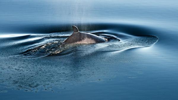 Spray from a whale's blow settles on the water as it dives again