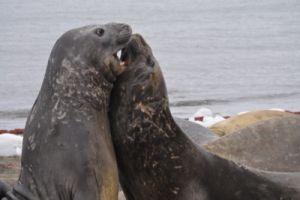 DSC_0479_ele seals_arguing-a