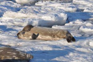 SENT_DSC_0880_Weddel seal on ice nr E Hbr_scratching-a