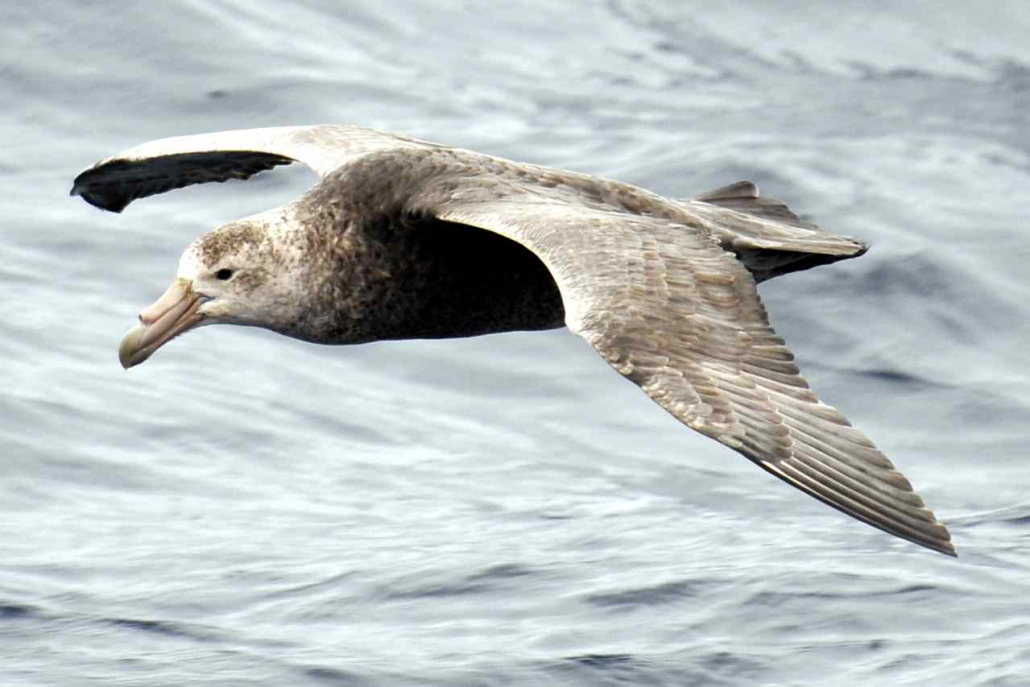 giant_petrel1