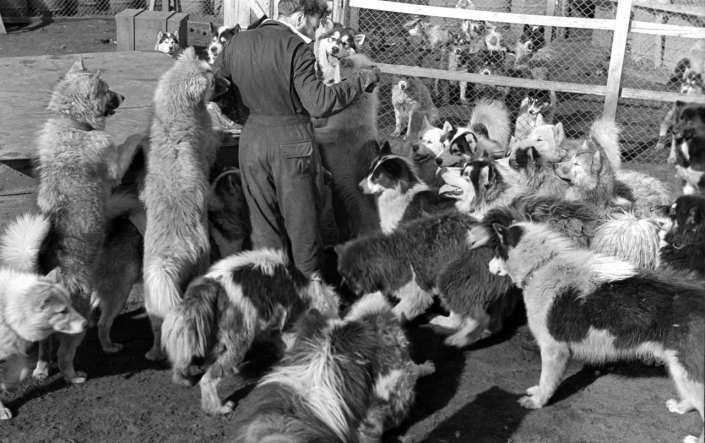 Huskies being bred on Heard Island Huskies